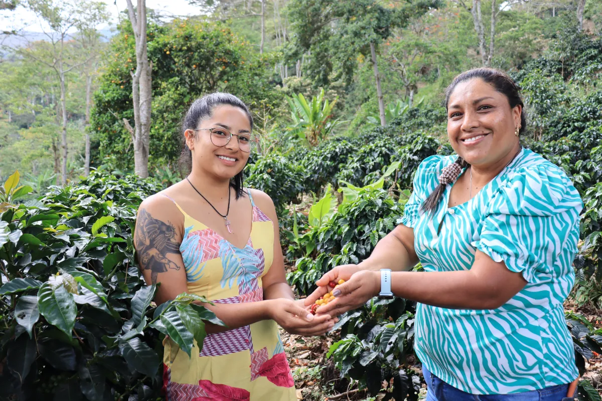 Sistema agroforestal de café