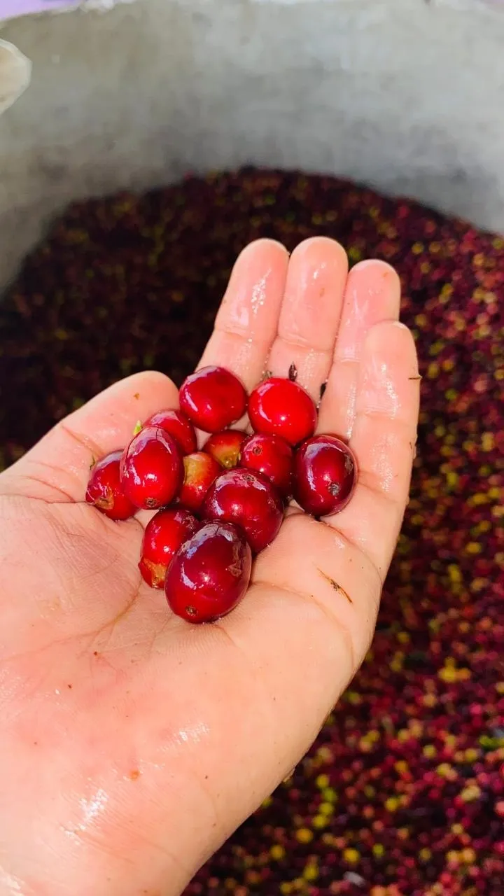 Galería sensorial Metamorfosis