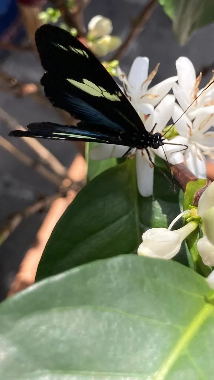 Galería sensorial Metamorfosis