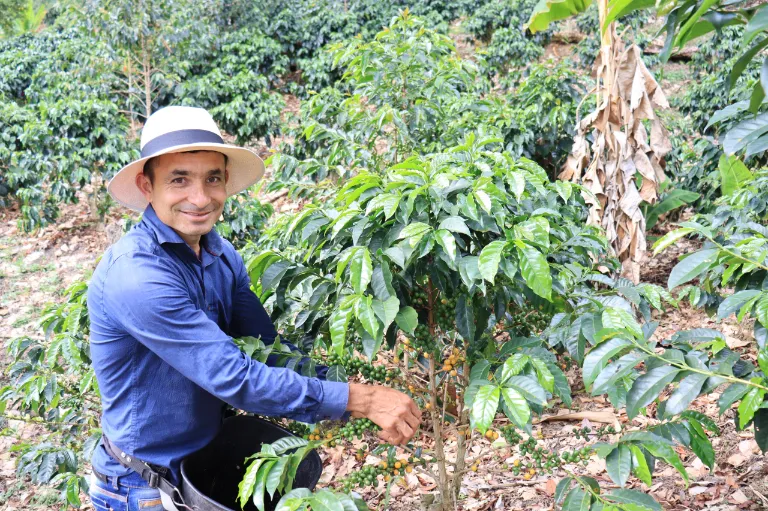 Cafetal bajo sombra en Tolima